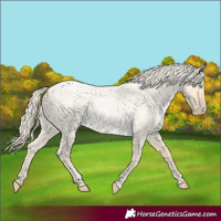 Horse Color:Palomino Roan Pearl  and Palomino Roan Pearl 