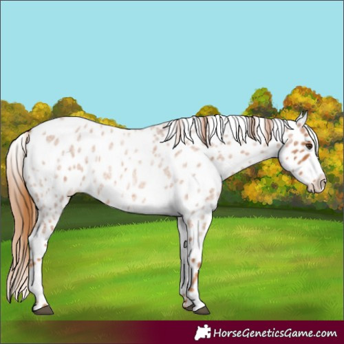 Horse Color:Red Roan Appaloosa