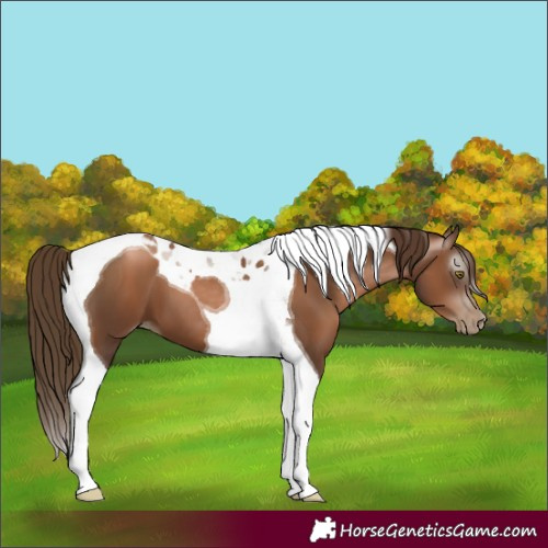 Horse Color:Gray Liver Chestnut Pearl Tobiano 
