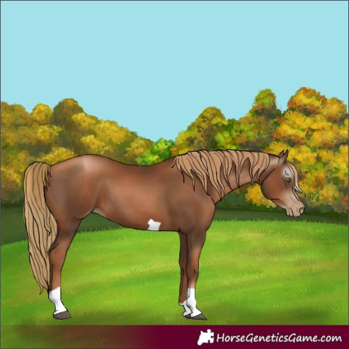Horse Color:Gray Liver Chestnut Pearl Tobiano 
