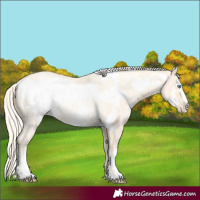 Horse Color:Palomino Roan Pearl and Palomino Roan Pearl Frame