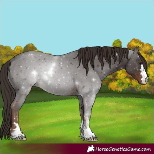 Horse Color:Unknown 