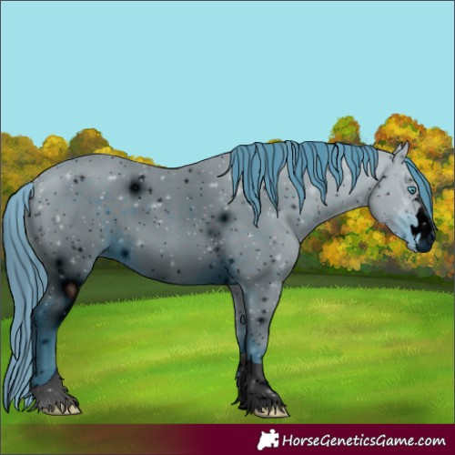 Horse Color:Unknown 