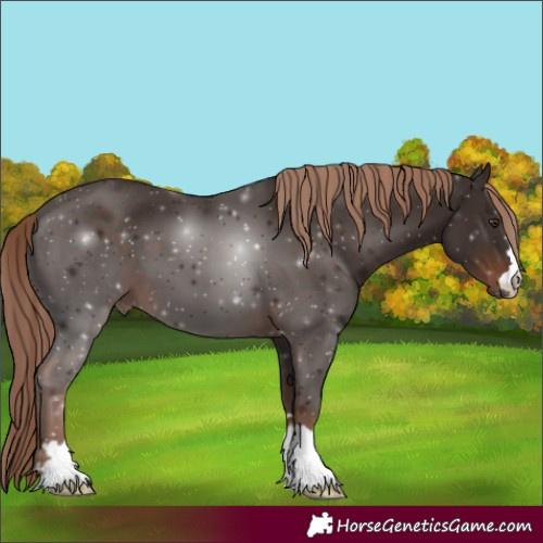 Horse Color:Unknown 