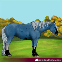Horse Color:Unknown 