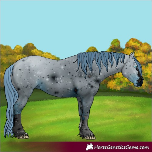 Horse Color:Unknown 