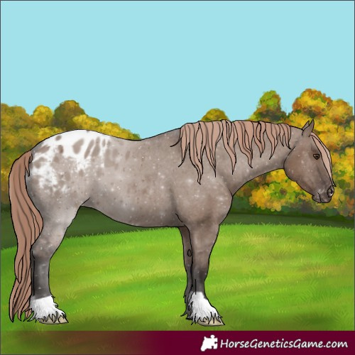 Horse Color:Unknown 