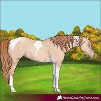Horse Color:Gold Champagne Dun Tobiano 