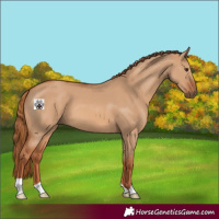 Horse Color:Red Dun 