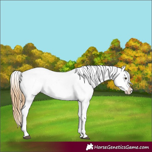 Horse Color:Red Dun Splash Tobiano Varnish 