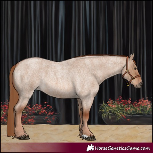 Horse Color:Red Dun Roan
