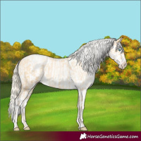 Horse Color:Palomino Roan Pearl  and Palomino Roan Pearl Appaloosa 