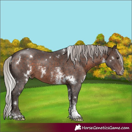 Horse Color:White Spotted Silver Brown Sabino 