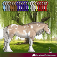 Horse Color:White Spotted Silver Bay Dun Splash Tobiano