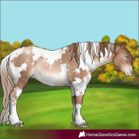 Horse Color:White Spotted Liver Chestnut Pearl Rabicano 