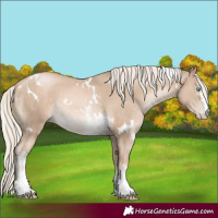 Horse Color:White Spotted Chocolate Palomino Pearl Sabino Rabicano