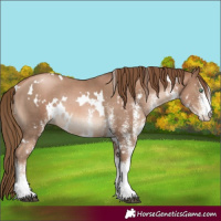 Horse Color:White Spotted Liver Chestnut Pearl Rabicano 