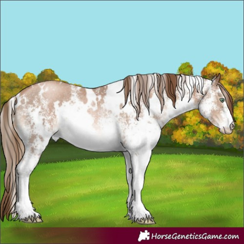 Horse Color:White Spotted Liver Chestnut Pearl Rabicano 