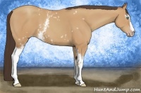 Horse Color:White Spotted Amber Champagne 