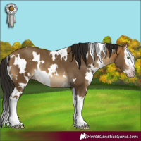 Horse Color:Gray White Spotted Sable Cream Champagne Splash Rabicano 