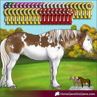 Horse Color:White Spotted Chocolate Palomino Mushroom Splash 