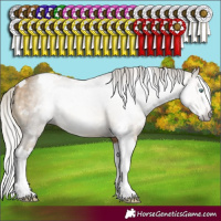 Horse Color:Gray White Spotted Silver Sable Cream Champagne Splash 