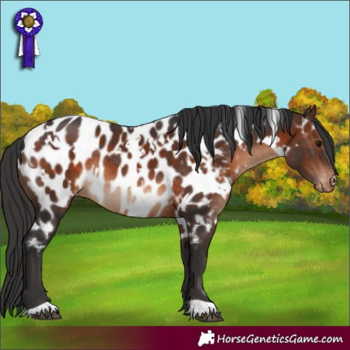 Horse Color:White Spotted Brown Near Leopard Rabicano