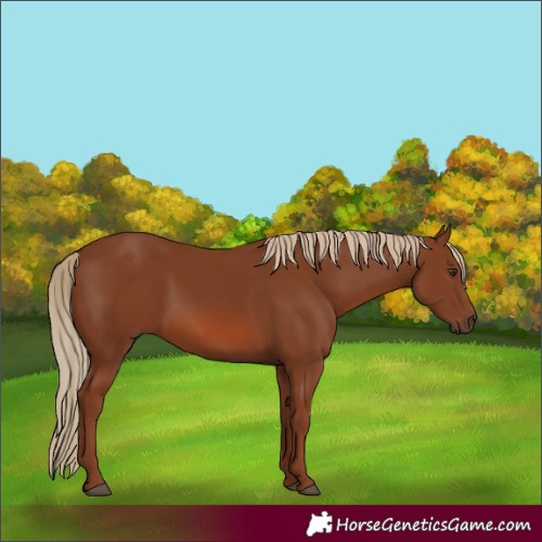 Horse Color:Chestnut 