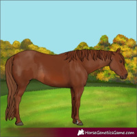Horse Color:Chestnut Rabicano  and Chestnut Rabicano 