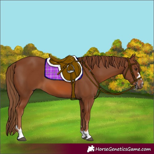 Horse Color:Chestnut 