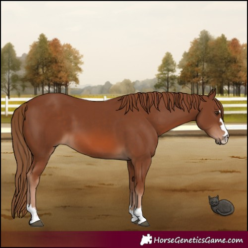 Horse Color:Chestnut 