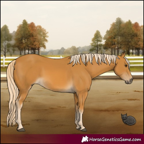 Horse Color:Palomino 