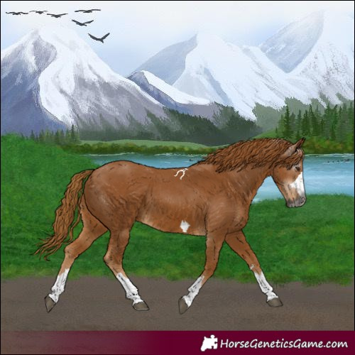 Horse Color:Gray Chestnut 