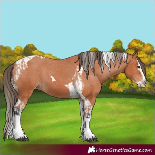 Horse Color:Bay Splash Tobiano Appaloosa  and Bay Splash Tobiano Appaloosa 