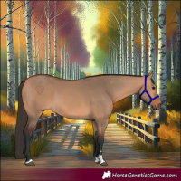 Horse Color:Bay Dun 