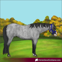 Horse Color:Blue Roan Splash 