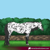Horse Color:Black Near Leopard 