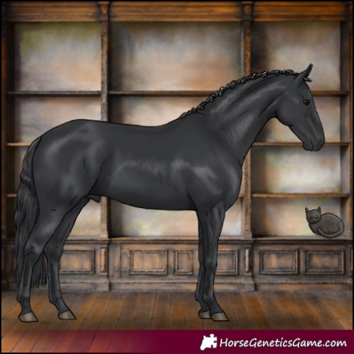 Horse Color:Black 