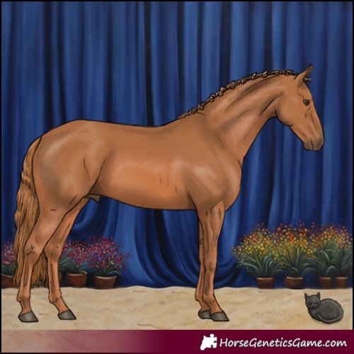 Horse Color:Chestnut 