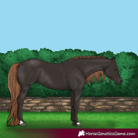 Horse Color:Liver Chestnut Rabicano 