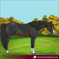 Horse Color:Brown 