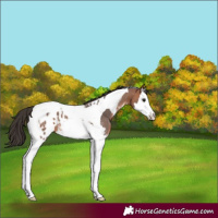 Horse Color:Bay Sabino Splash Tobiano Appaloosa 