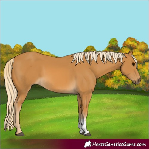 Horse Color:Palomino Sabino