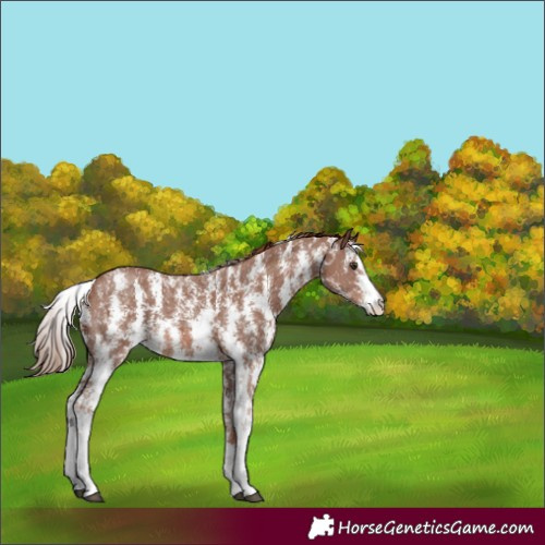 Horse Color:Chestnut Sabino