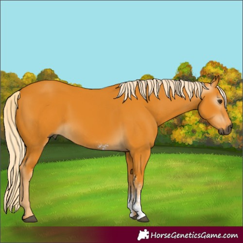Horse Color:Gray Palomino Sabino