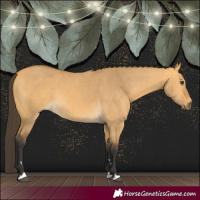 Horse Color:Buckskin Dun 