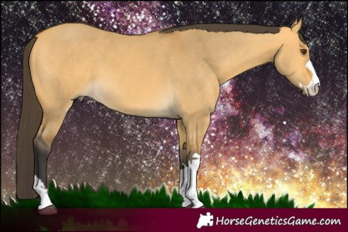 Horse Color:Buckskin Dun 