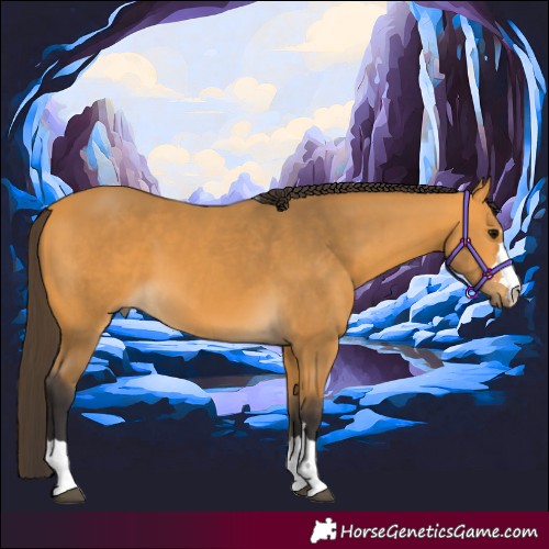 Horse Color:Buckskin 