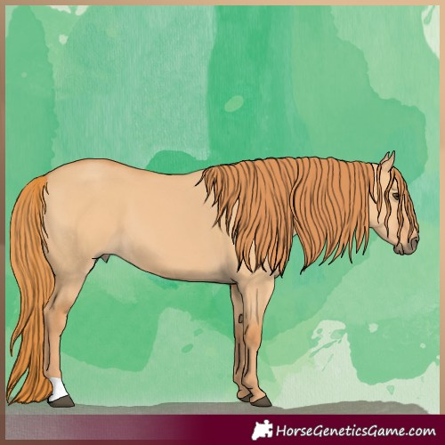 Horse Color:Red Dun 