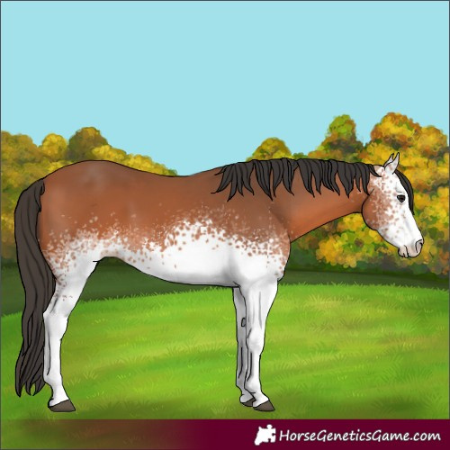 Horse Color:White Spotted Bay 